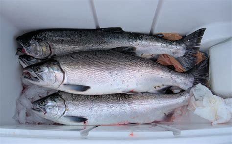 泉州哪裏販售三文魚：海洋食材探秘之旅